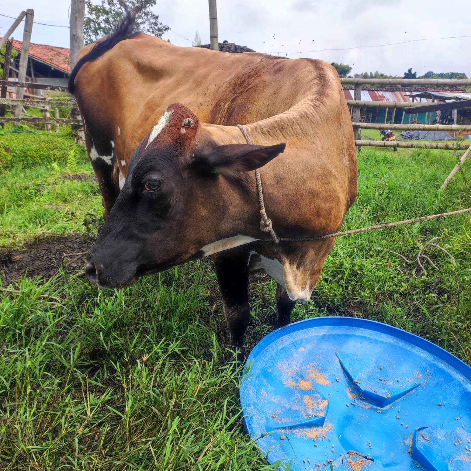 3 vacas buena genetica — 1