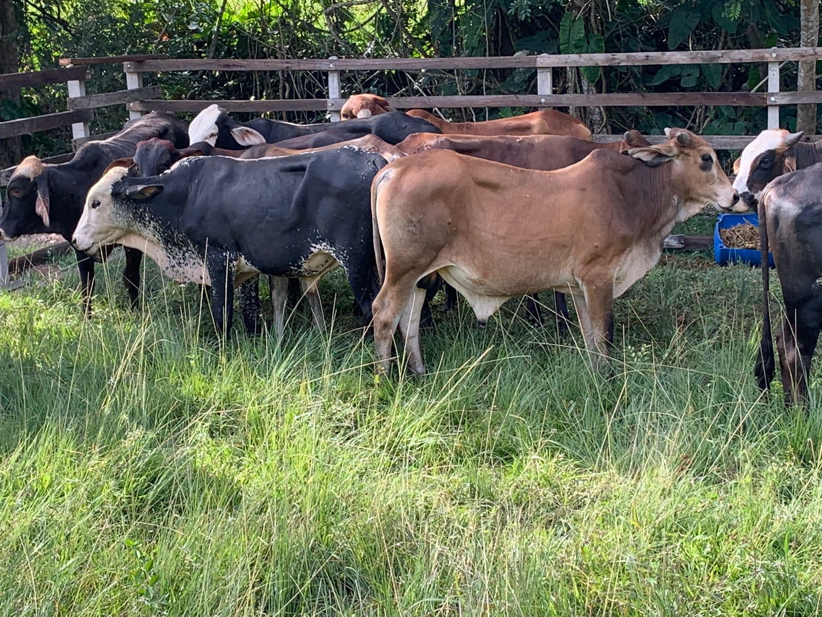 LOTE DE TERNEROS PARA ENGORDAR — 1