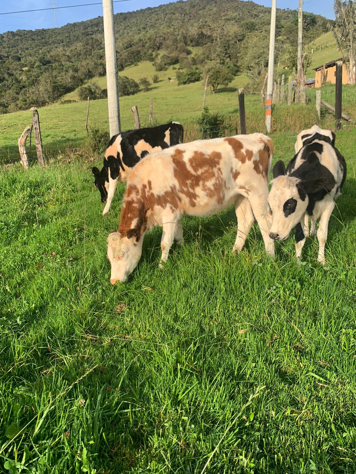 En Venta ternera Ayshare de 13 meses. — 1