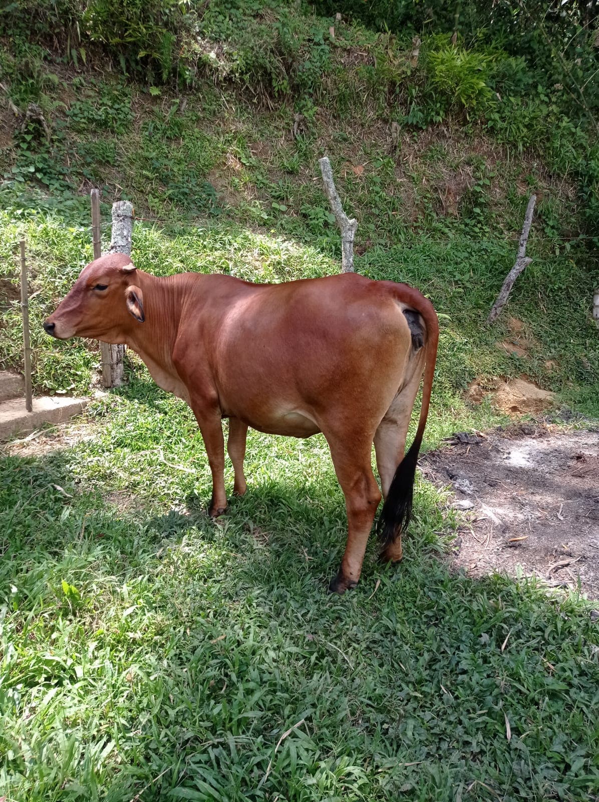 VENTA DE GANADO — 1