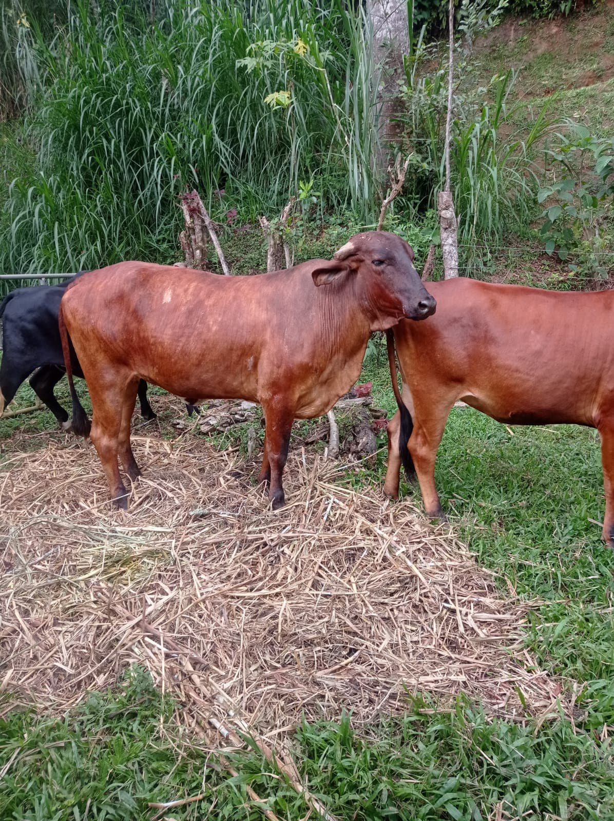 VENTA DE GANADO — 1