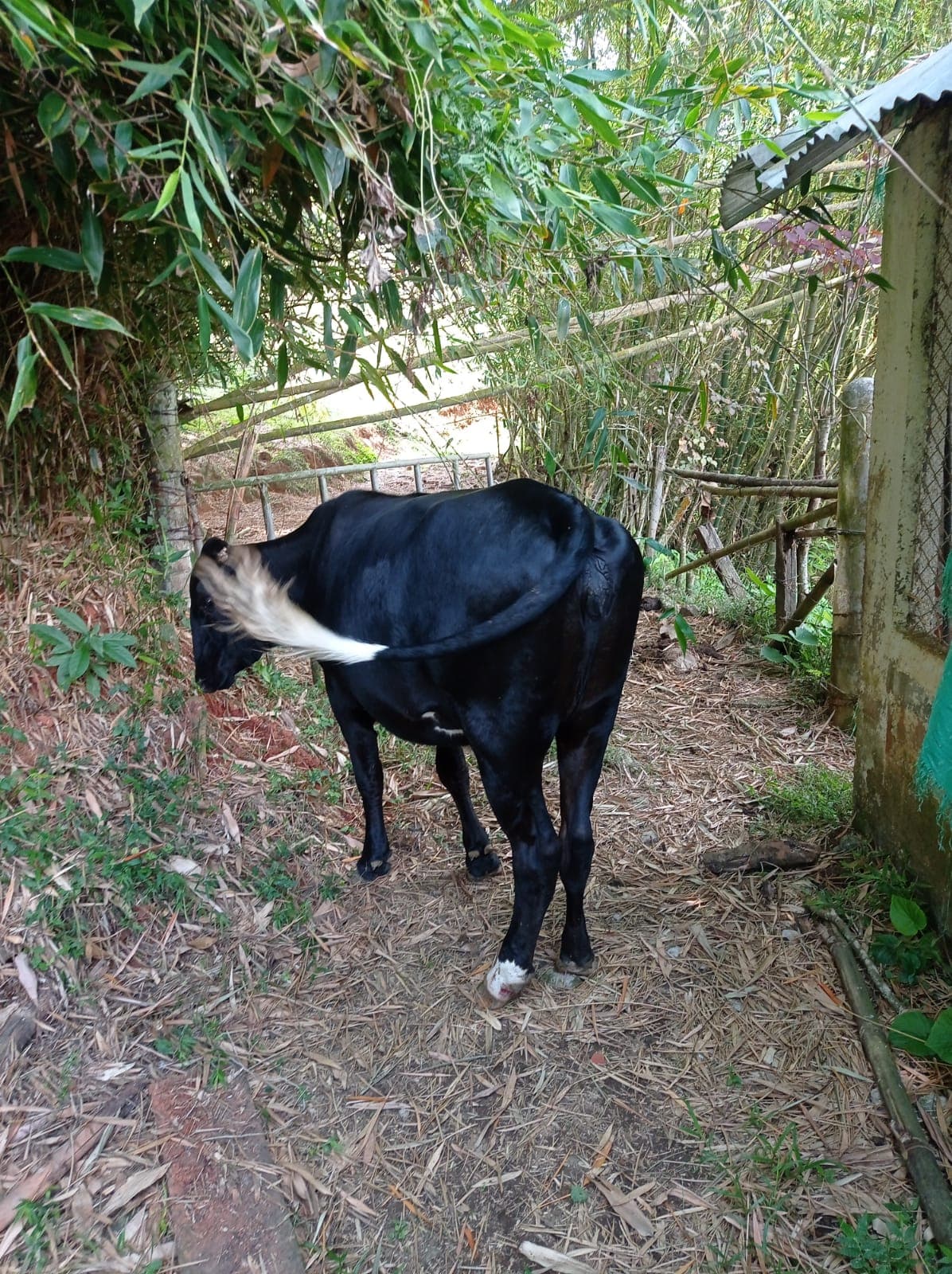 VENTA DE GANADO — 1