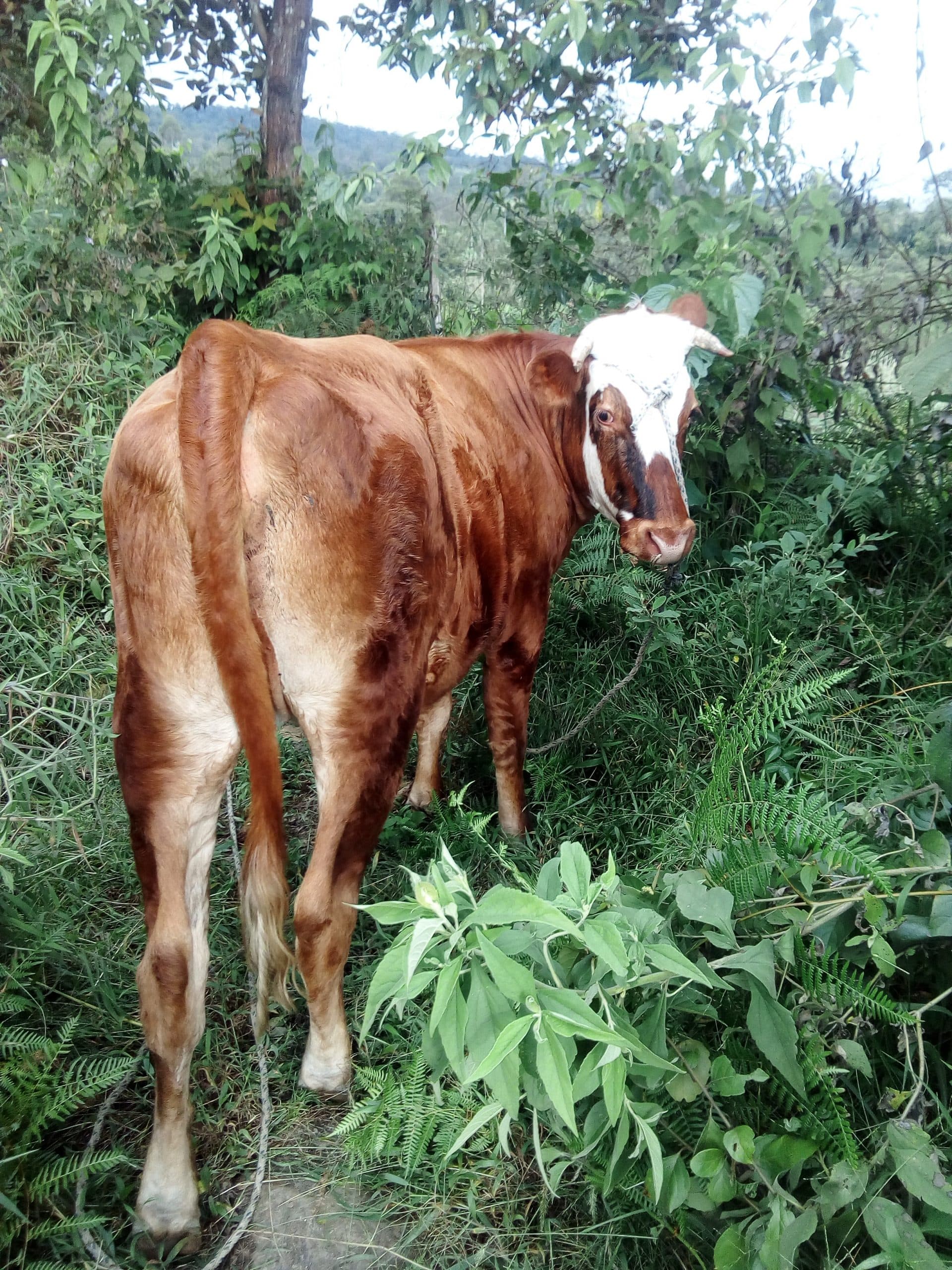 Vaca normada