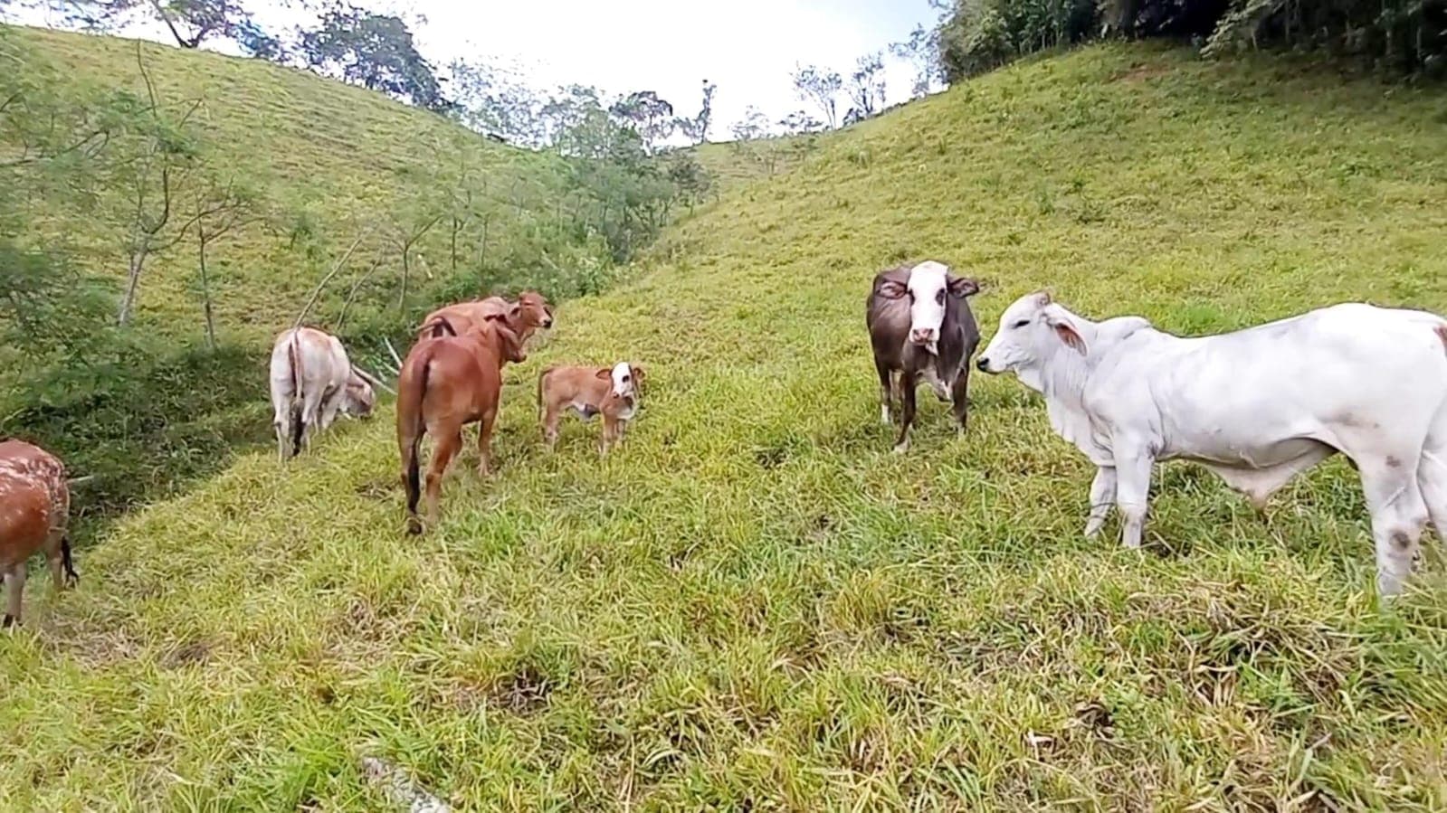 📣GANADO PARA CRIA (TORO BRANGUS)📣 — 1