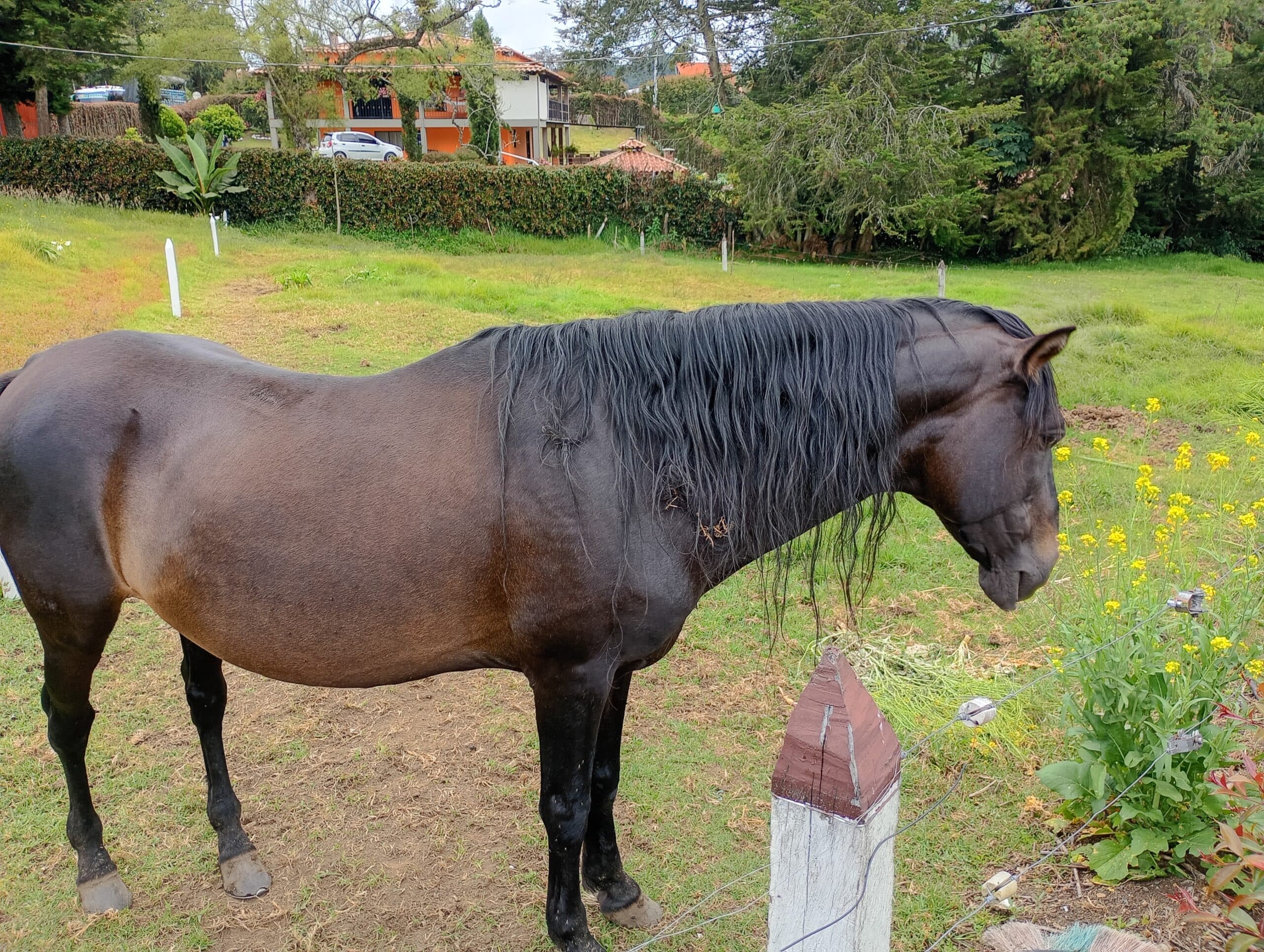 caballo reproductor — 1