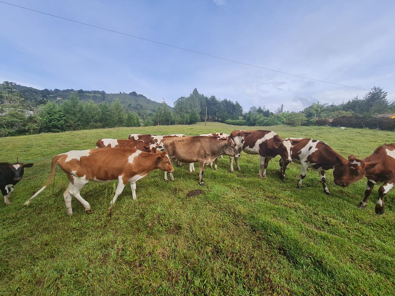 Se vende hermoso lote de 9 novillas Ayrshire y 1 Jersey de 16 – a 22 meses de edad, la Jersey tiene 24 meses. Hijas de Toros Ayrshire y Jersey Puros. Listas para entorar, seleccion