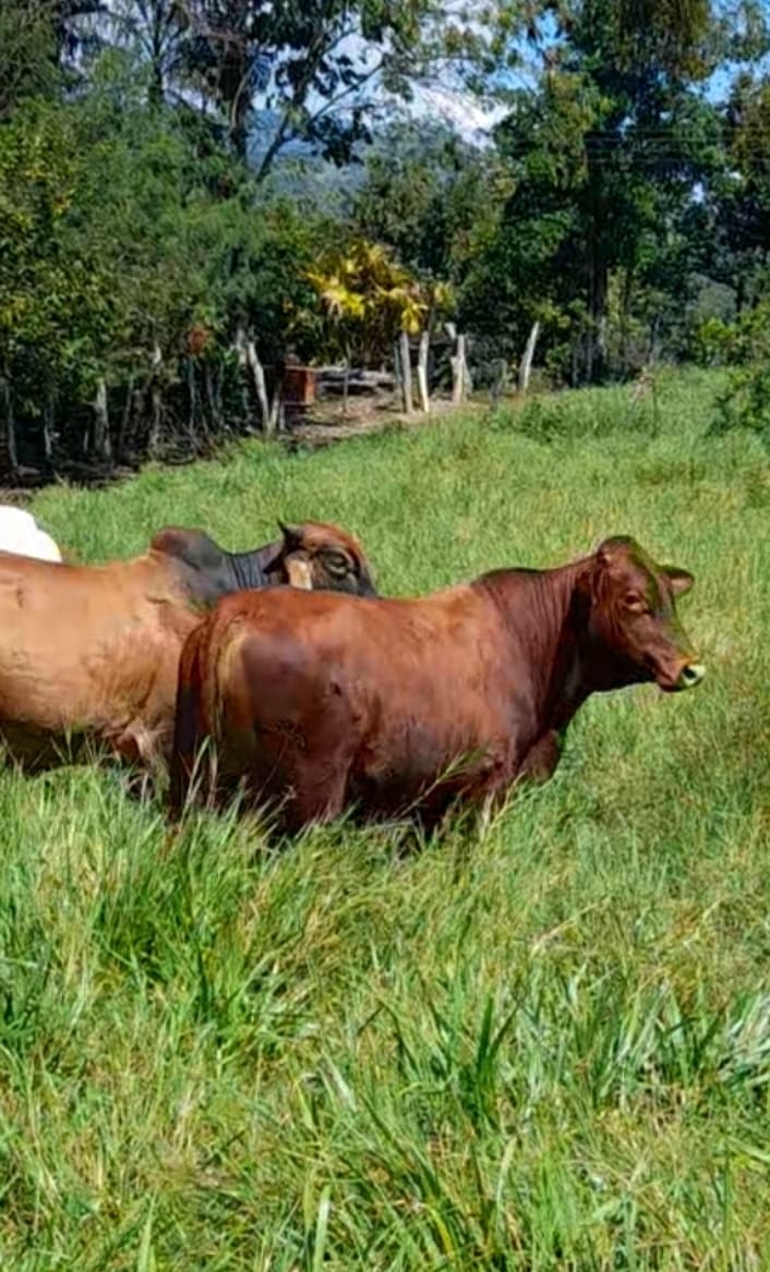 Vendo torete beefmaster puro