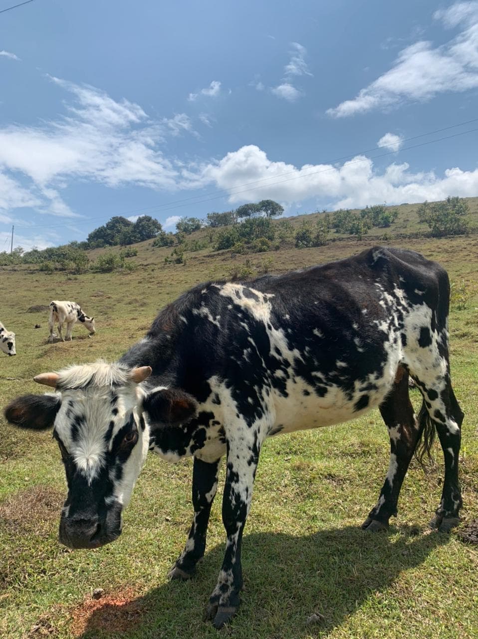 Ganado, vacas, toros y terneros, en total 36 reses — 1