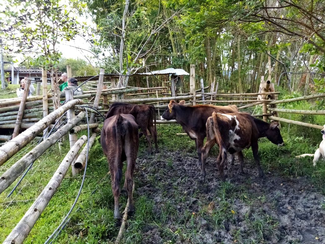 SE VENDE 5 NOVILLAS ENTRE 14 Y 15 MESES. PROPOSITO LECHERIA — 1