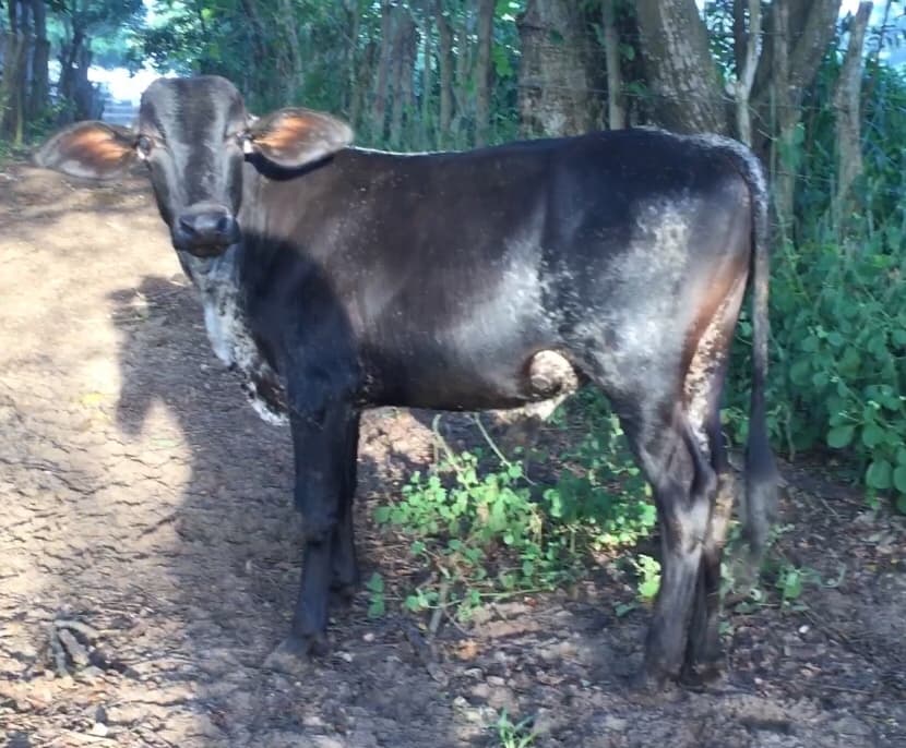 VENDO TERNERO GIROLANDO, 50%HOLSTEIN 50%GYR, Excelente genetica, Dto Atlantico.