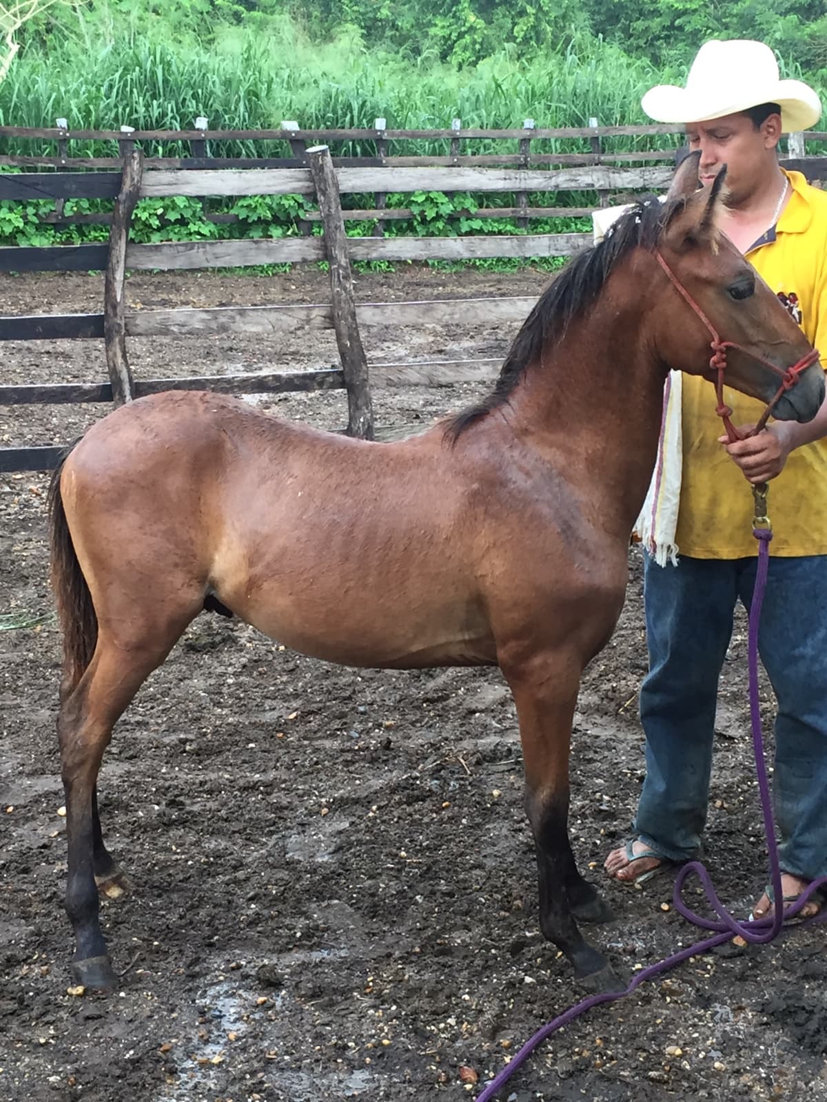 VENDO POTRO DE PASO, NIETO DE ONIX, TROCHADOR, EXCELENTE GENETICA. 8 MESES DE EDAD. — 1