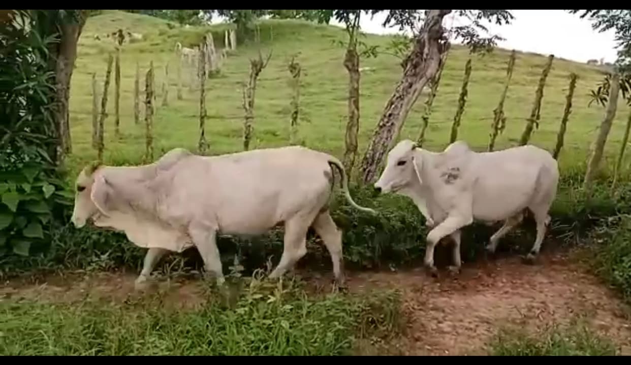 Novillas de primera