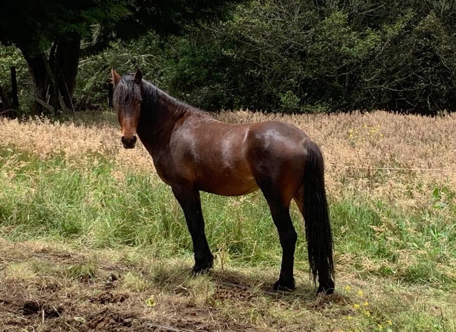 VENDO A ZEUS – HIJO DE REY DAVID — 1