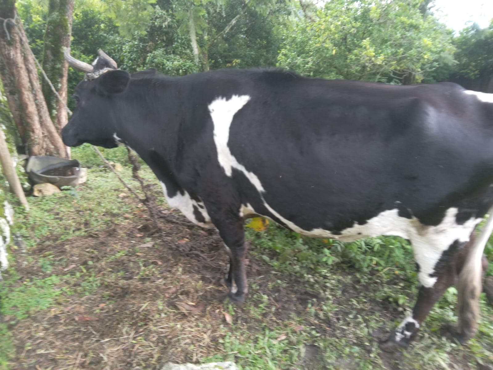 Vendo vaca Holstein — 1