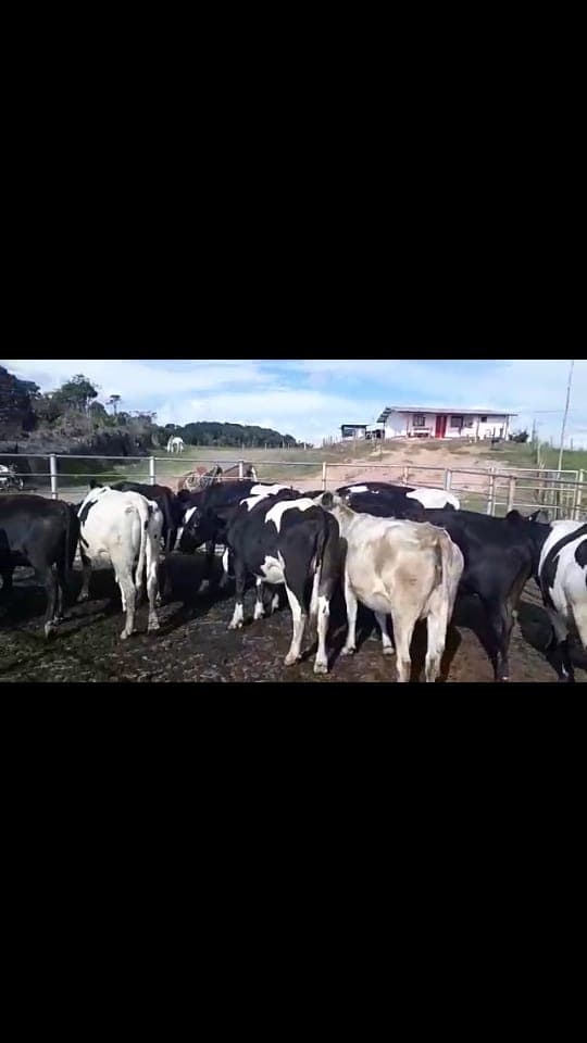Venta de novillas holstein y sus cruces lecheros