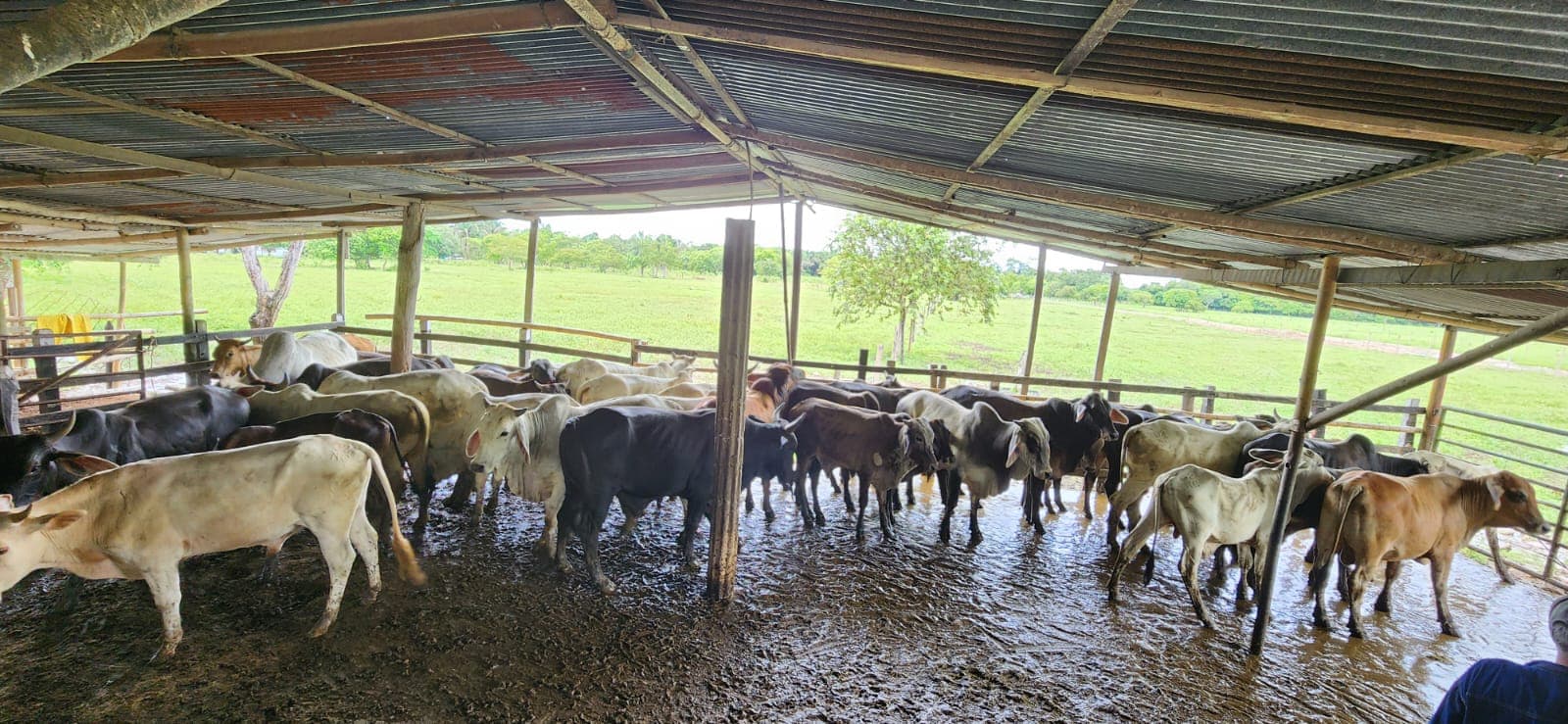 LOTE 24 MACHOS DE CEBA