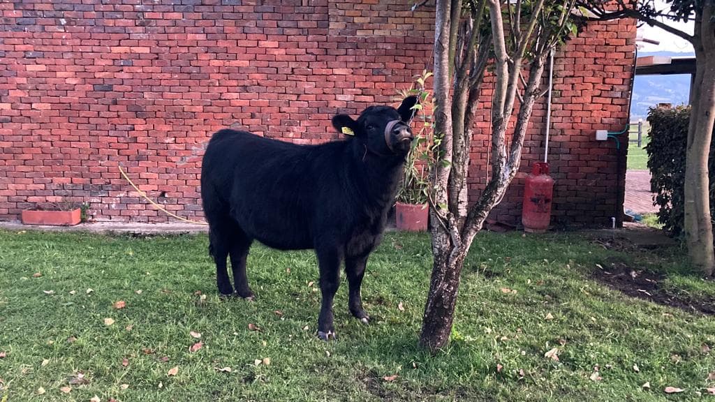 Vendo lote de novillas angus — 1