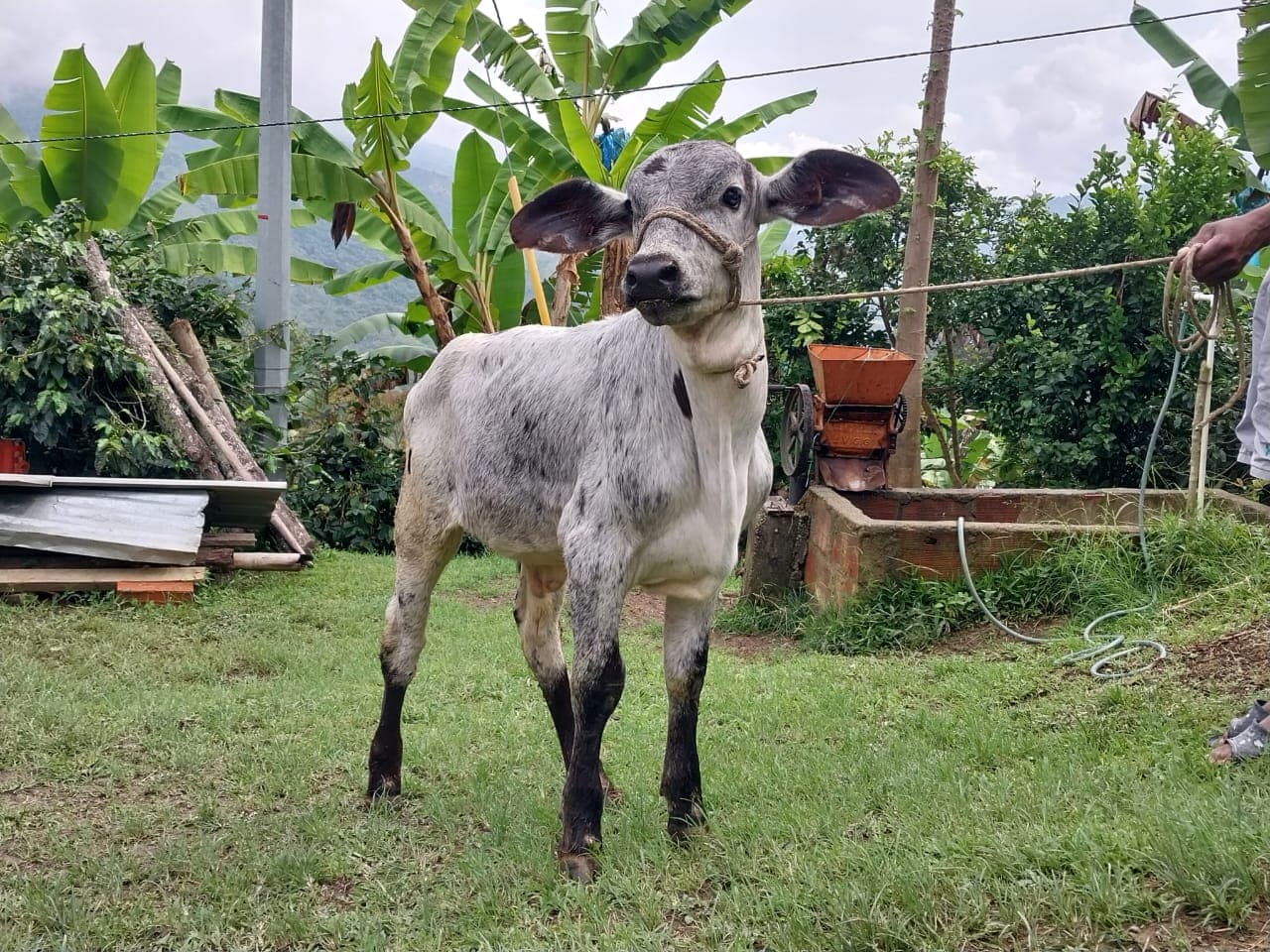 Se vende ternero Gyr