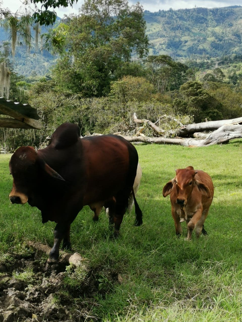 Venta de exelente toro puro Brahaman rojo — 1