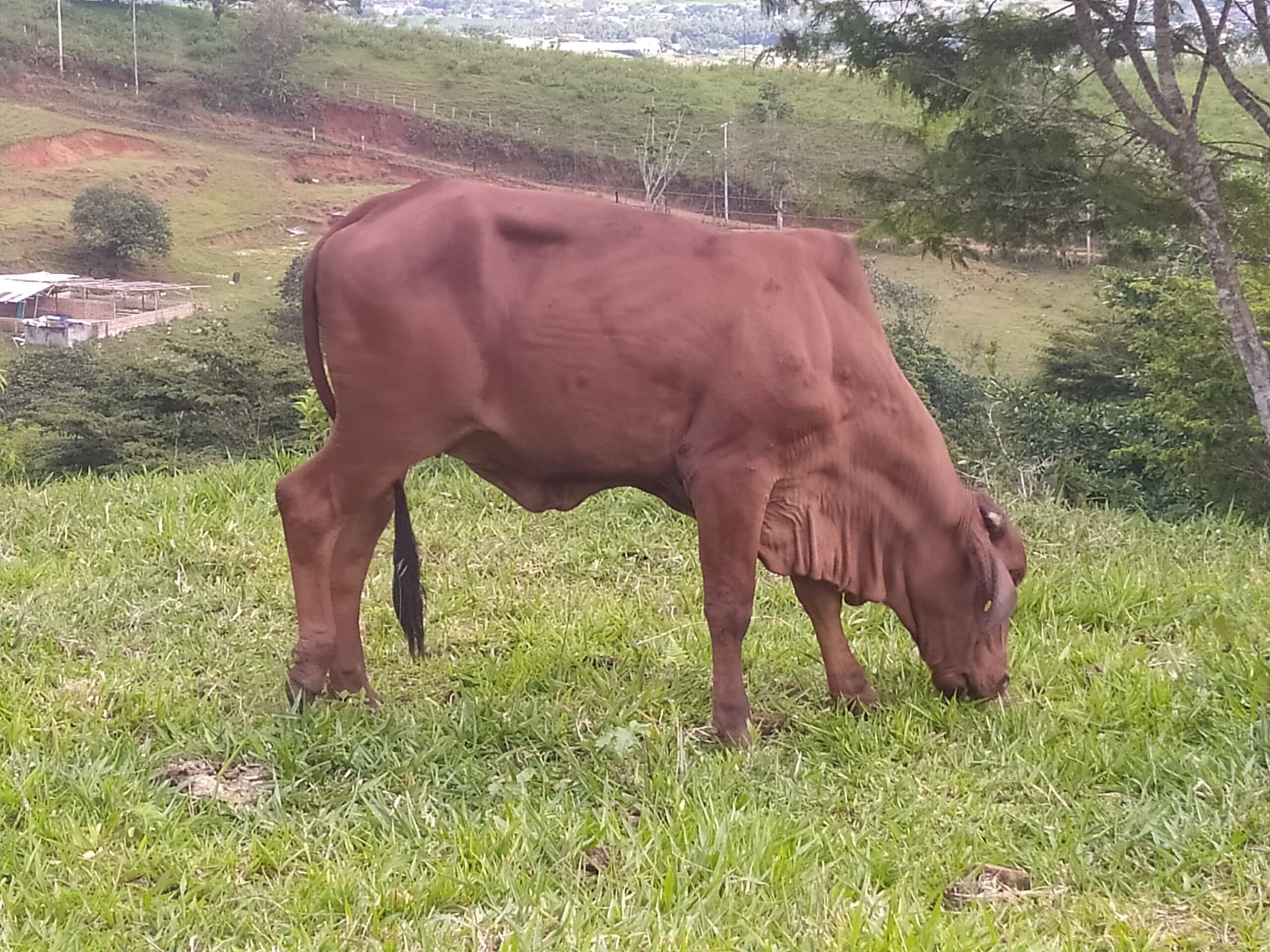 Venta de novillas Brahman. Rojas y mula patirayada