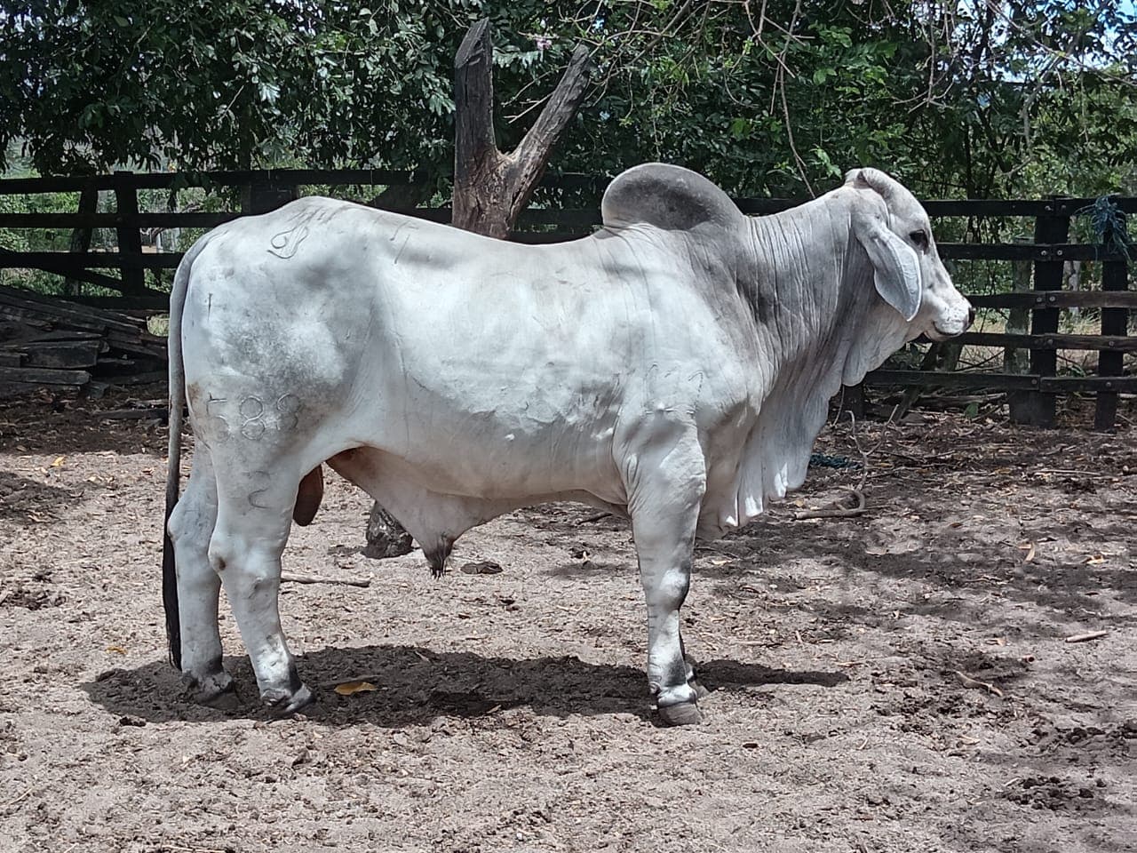 Toro extra brahman puro con registro