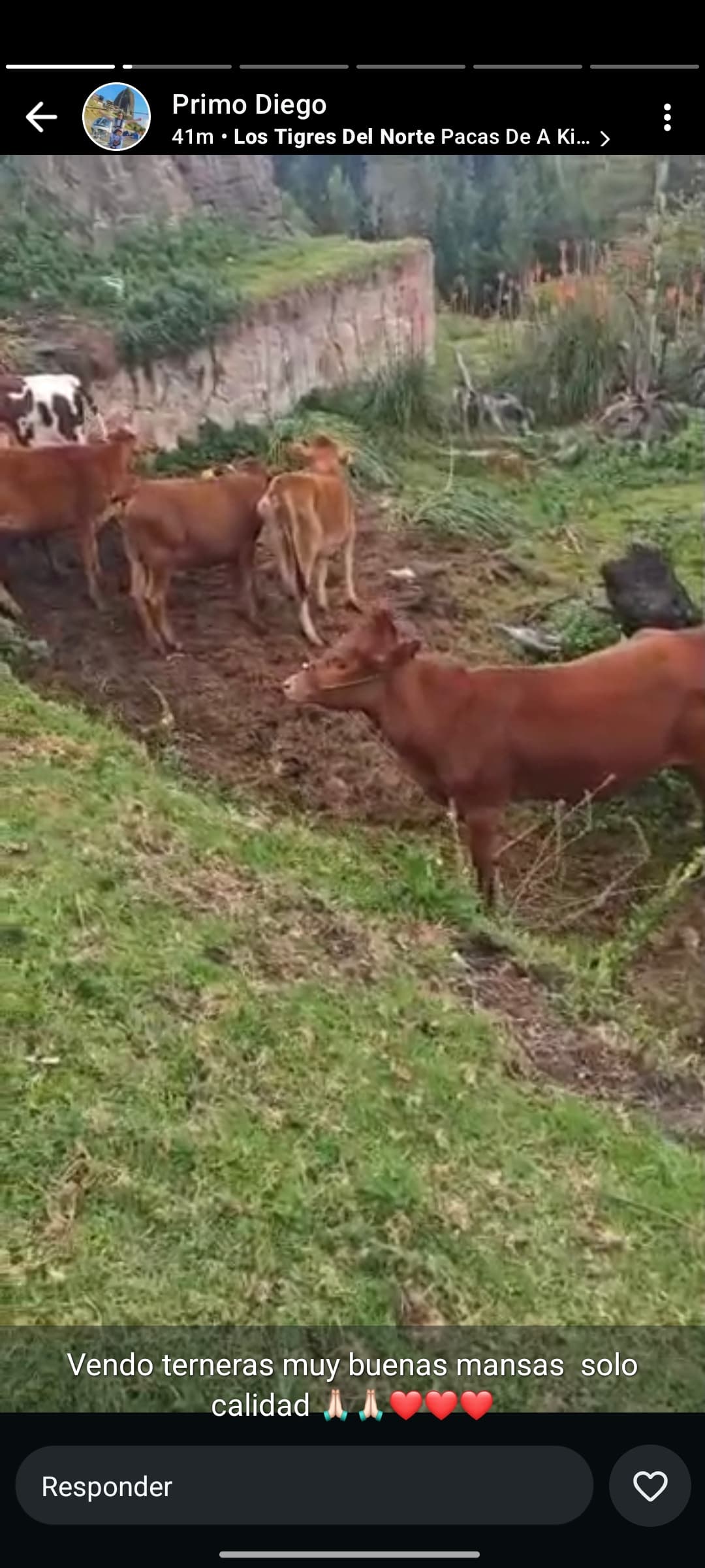 Vendo hermosas novillas de 1 en adelante sin 12 en total ubicadas en la calera raza senepol con brahman peso promedio 200 a 250 kilos edad 7 meses a 1 año