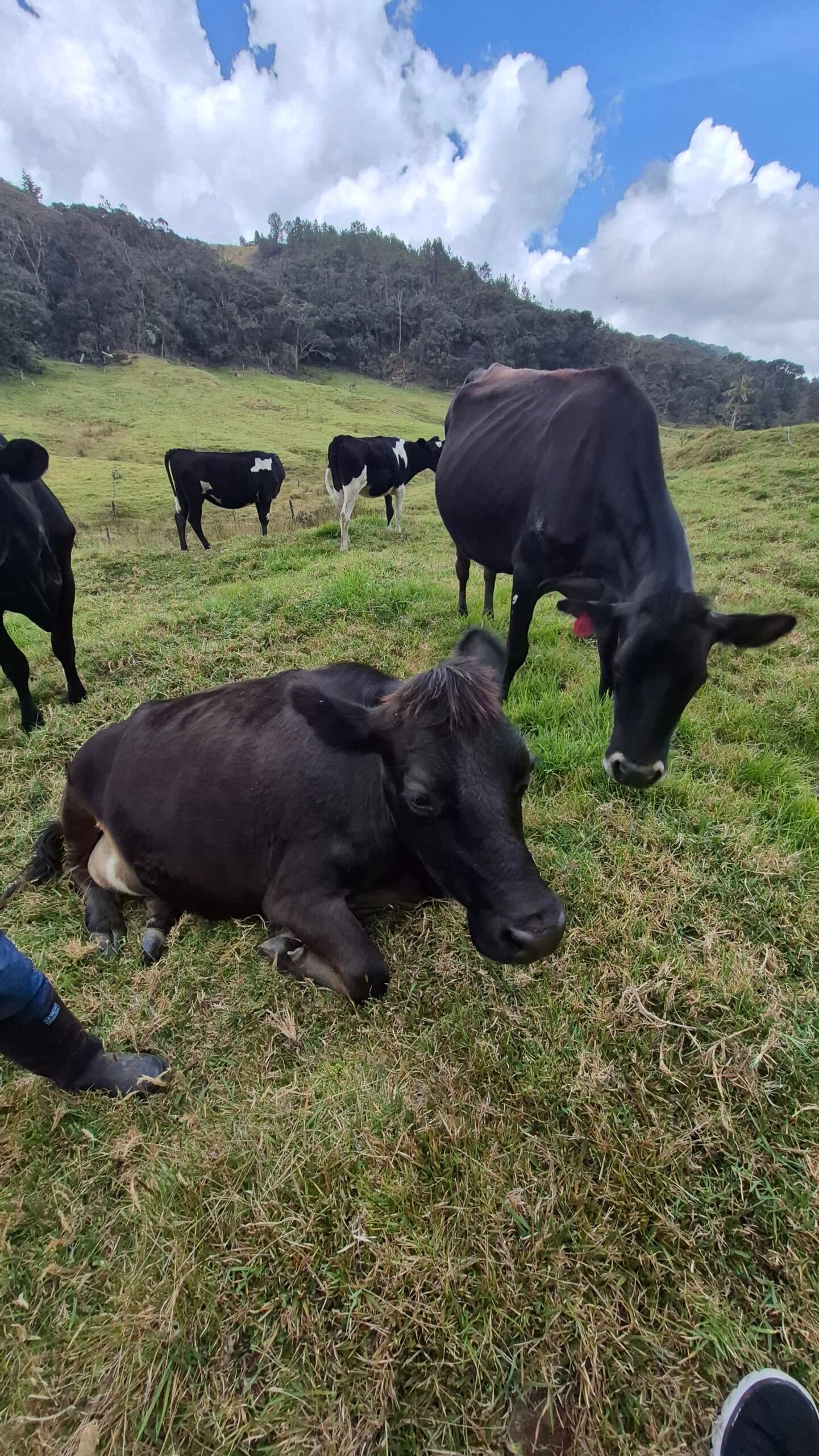 Vendo Vacas Jerhol — 1