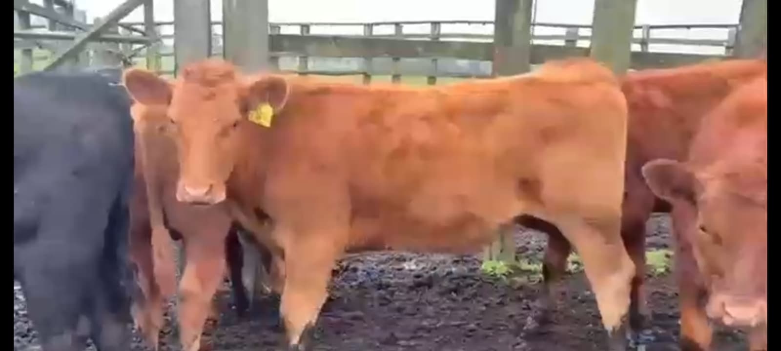 10 novillos angus destetos