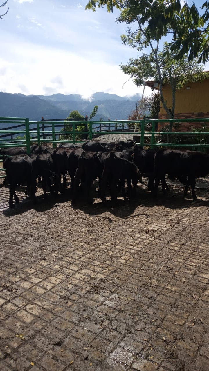 Venta Ganado — 1