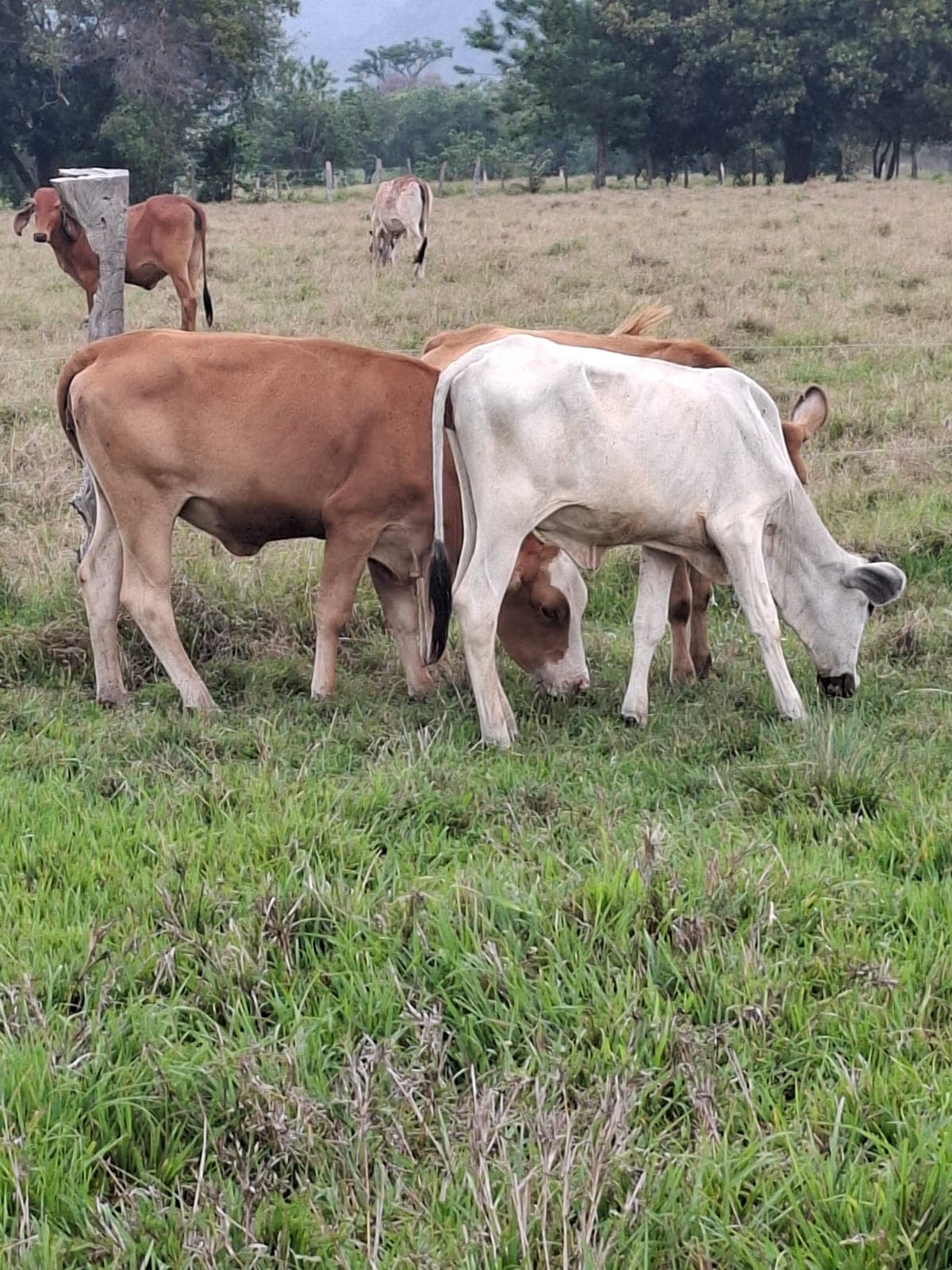 VENDO 4 HEMBRAS DE LEVANTE, LIVIANITAS — 1