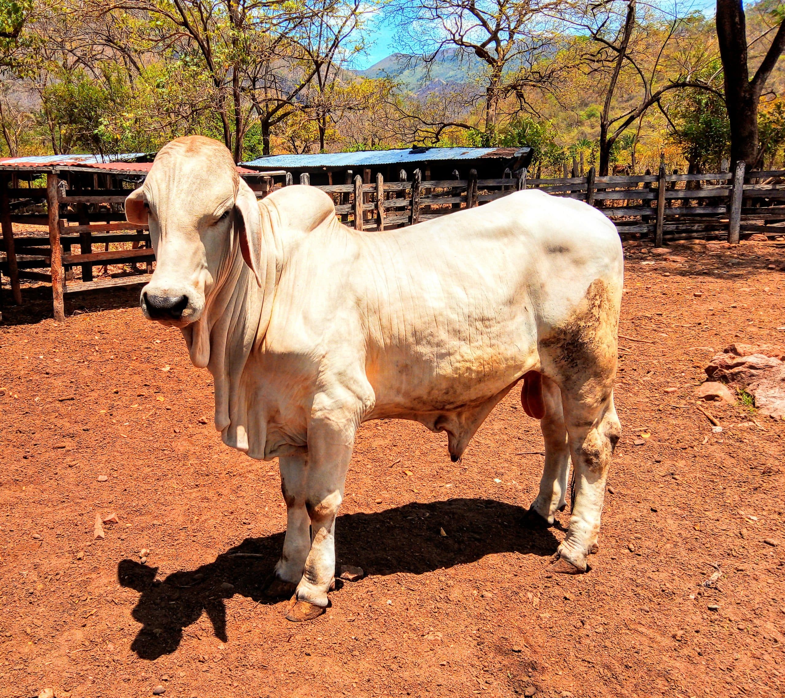 Toro Reproductor Brahman Gris Puro con Registro — 1