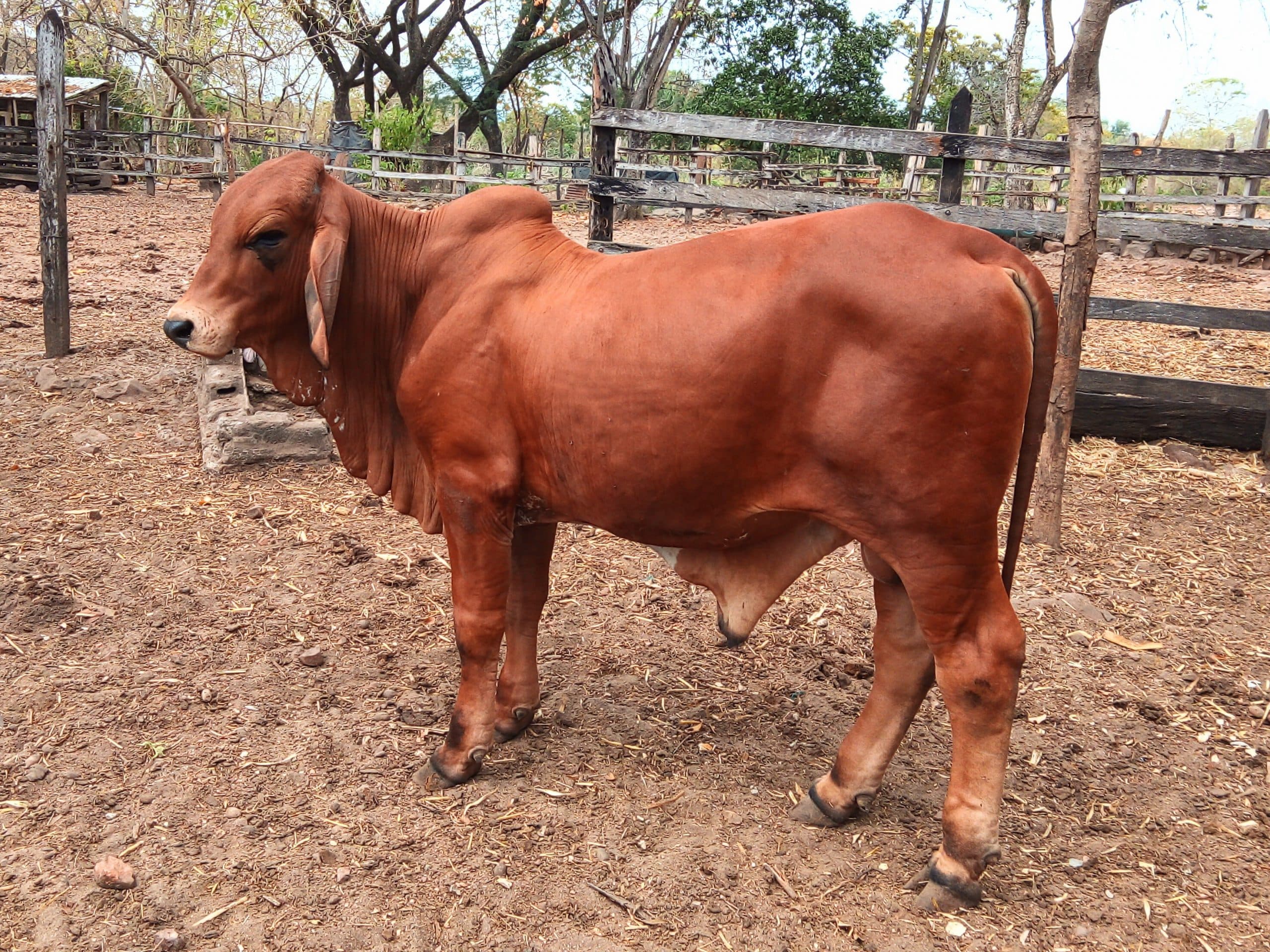 Toro Reproductor Brahman Rojo Puro con Registro — 1