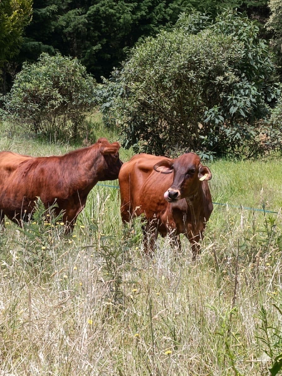 🐄🔥 Se venden excelentes novillas 🔥🐄 — 1