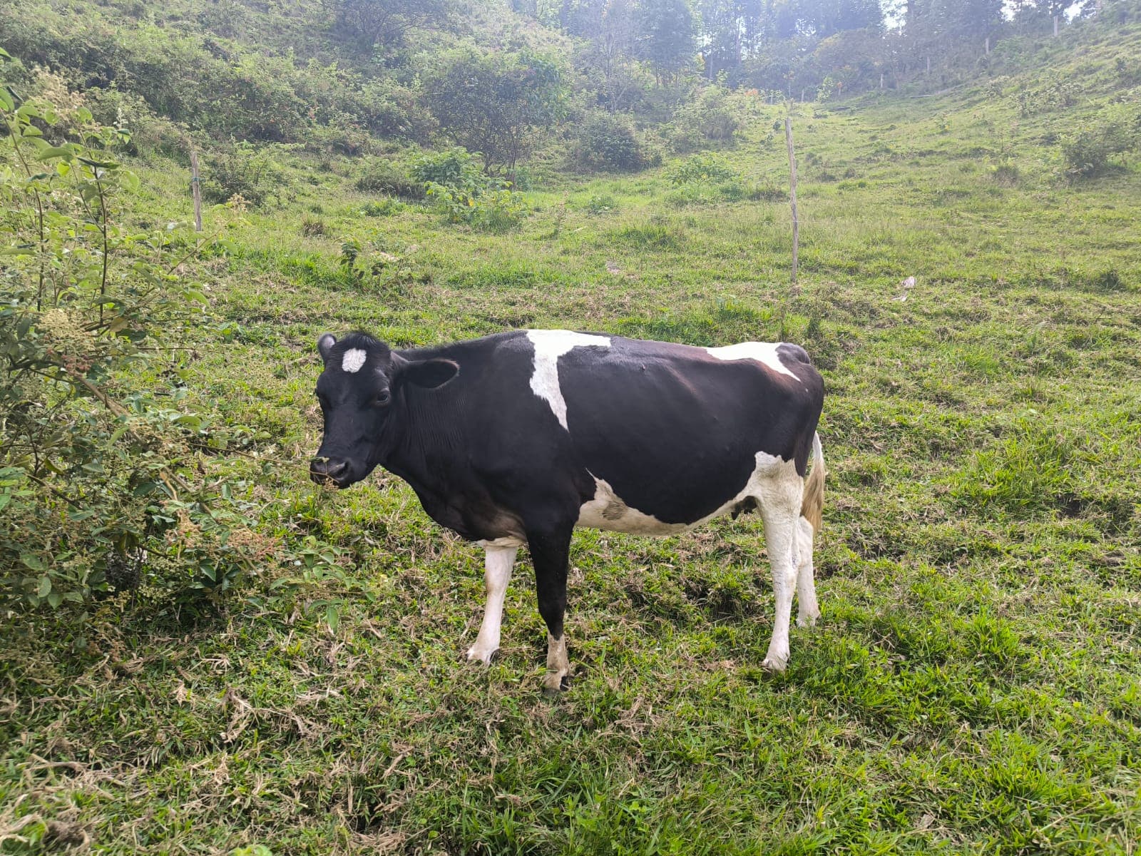 Vaca lechera, segundo parto y esta embarazada — 1