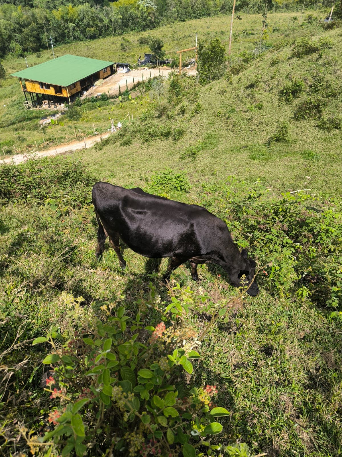 Vaca lechera, segundo parto — 1