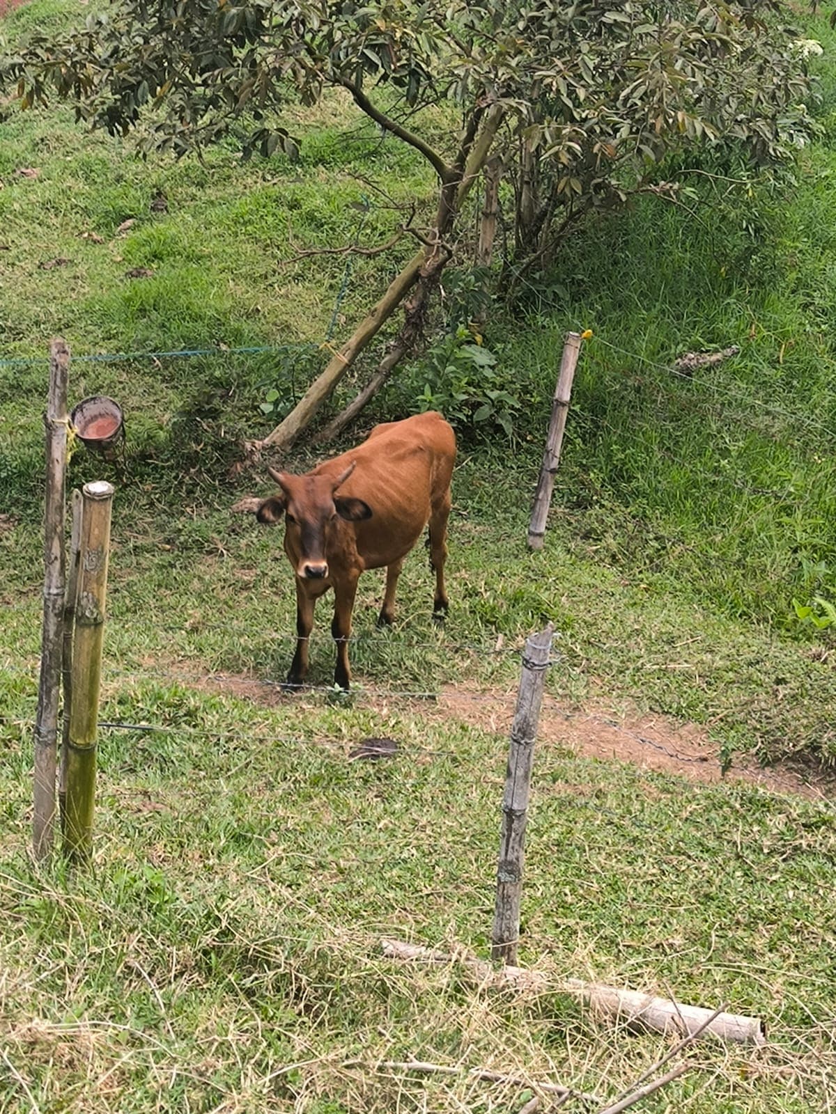 venta de ternera — 1