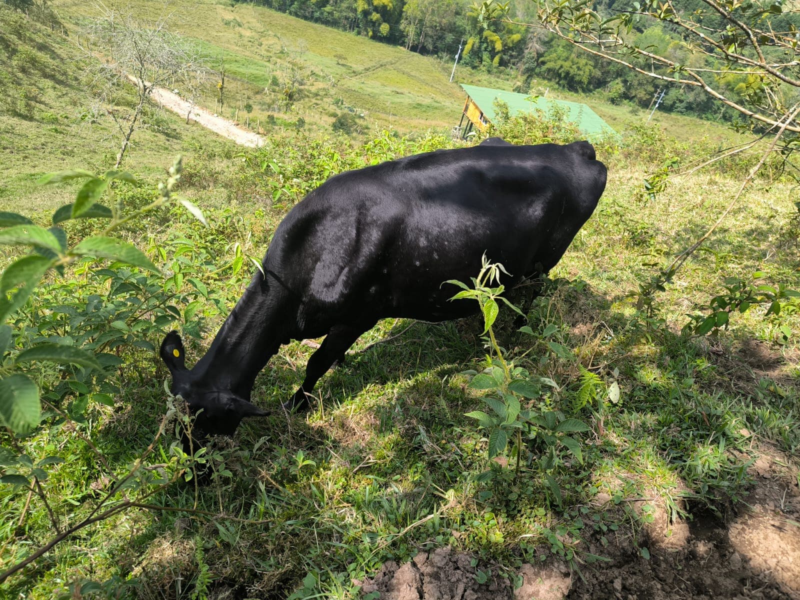 vaca lechera tercer parto — 1