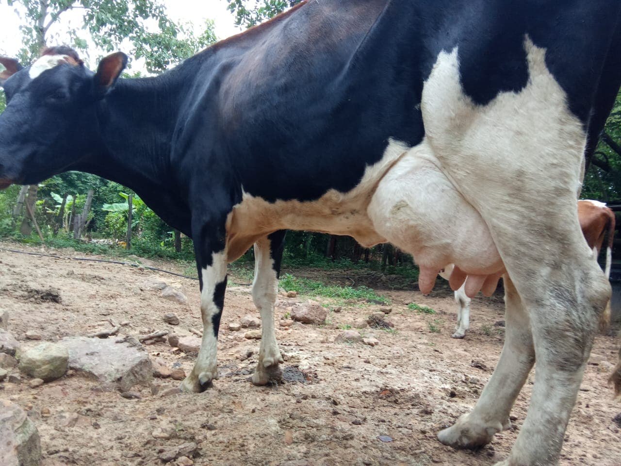 Vacas lecheras — 1