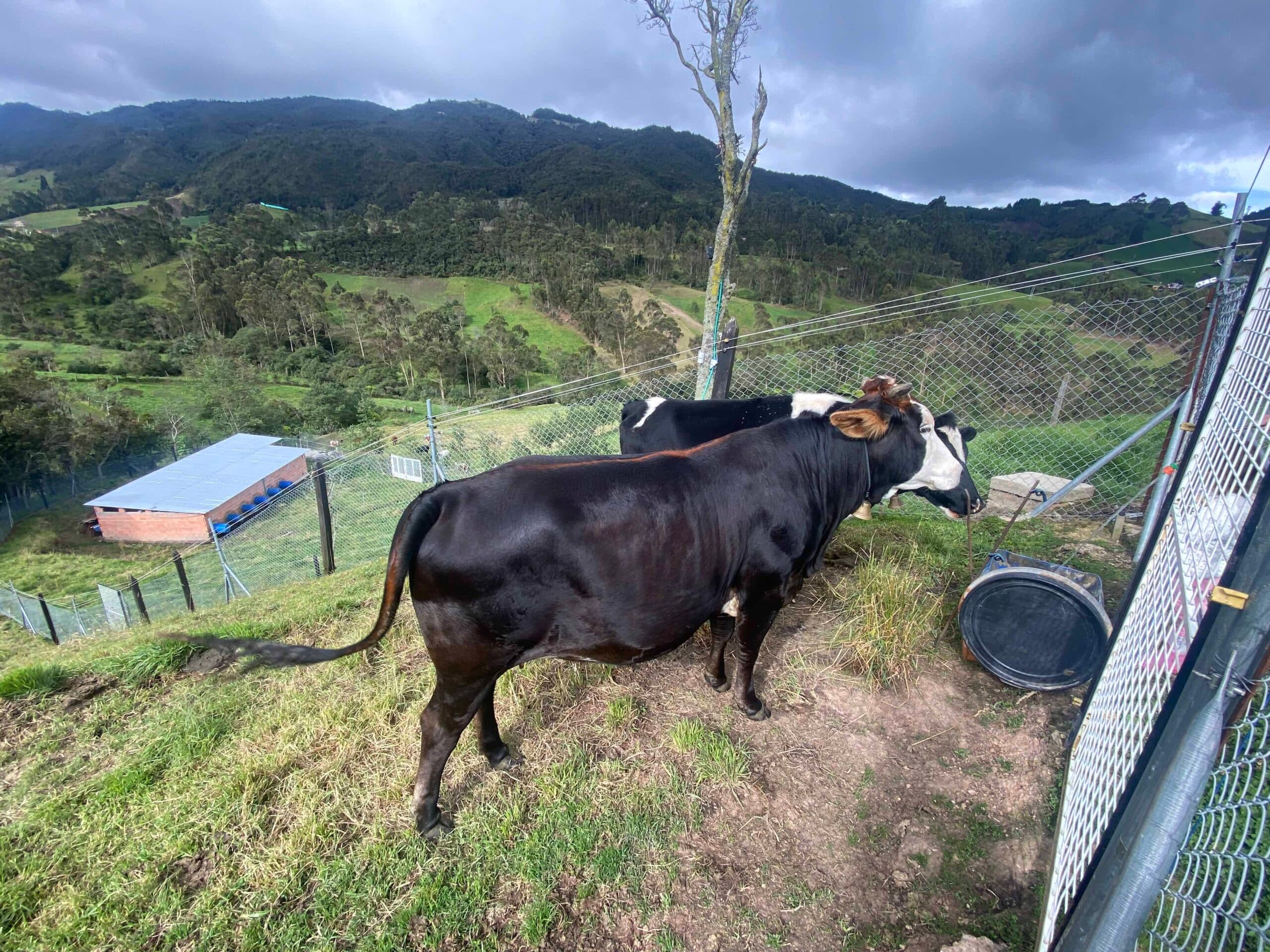 Venta de 2 novillas preñadas — 1