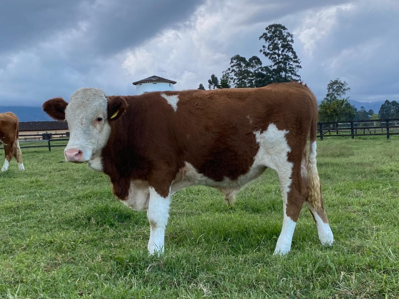Torete Simmental Puro con Registro — 1