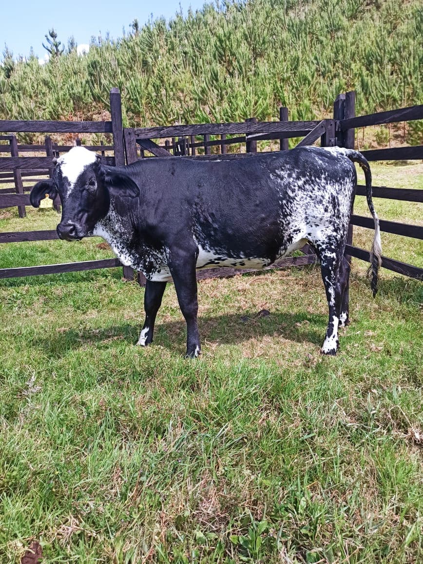 Vendo Novilla F1 hija de Nian con 225 días de preñez — 1