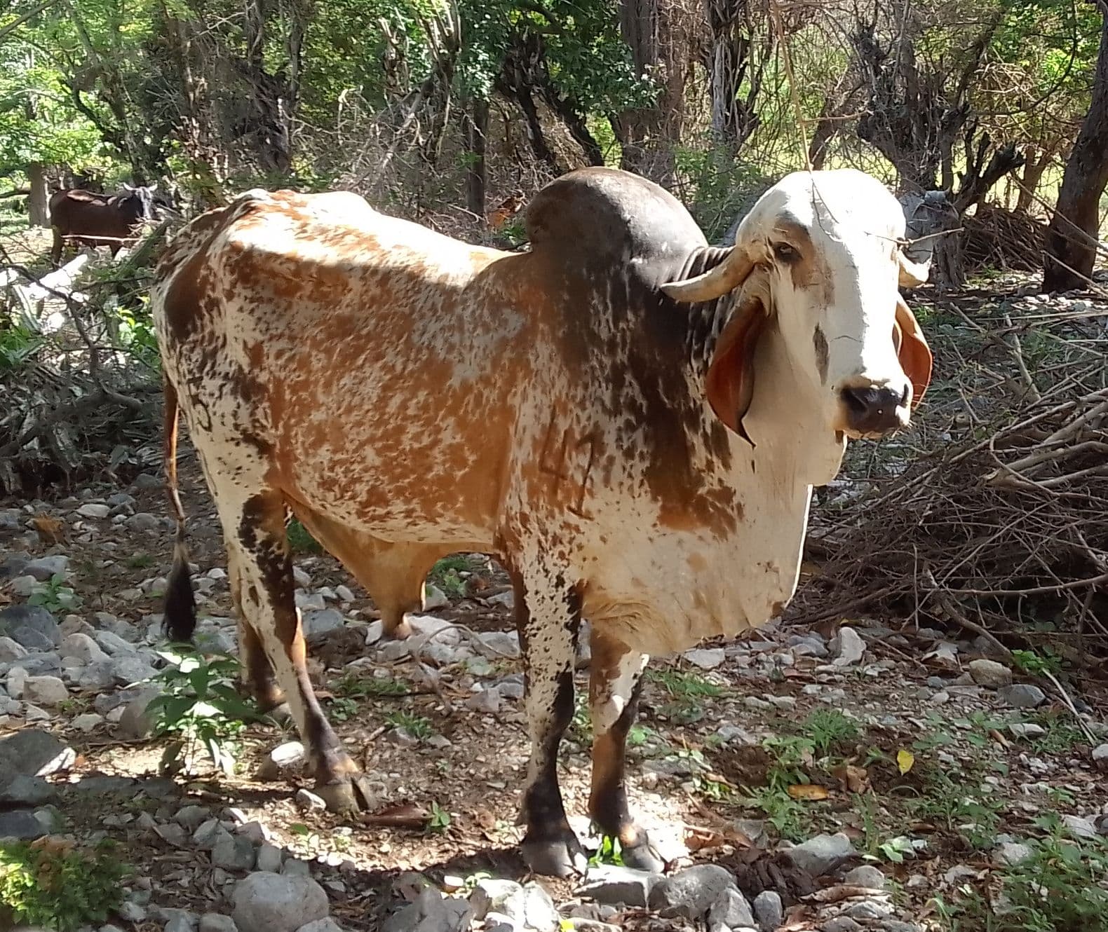 Toro Gyr