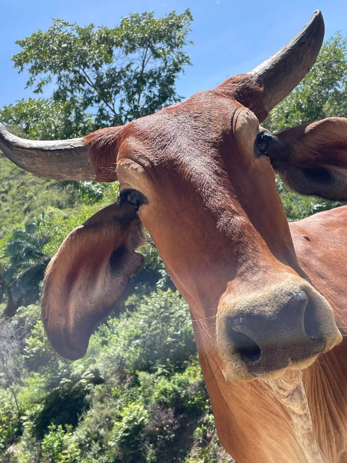Se vende ternera Brahman — 1