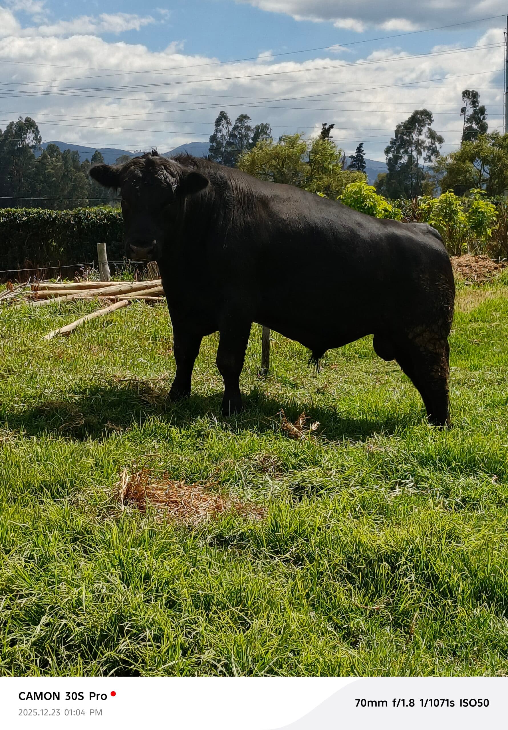 Vendo Toro Angus puro con registro, embrión Argentino, contacto
