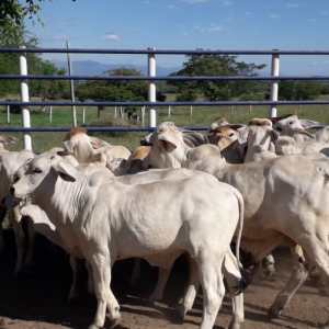 lote de hermosas novillas BRAHMAN blancas comerciales, hijas de toros puros, topizadas, un solo hierro