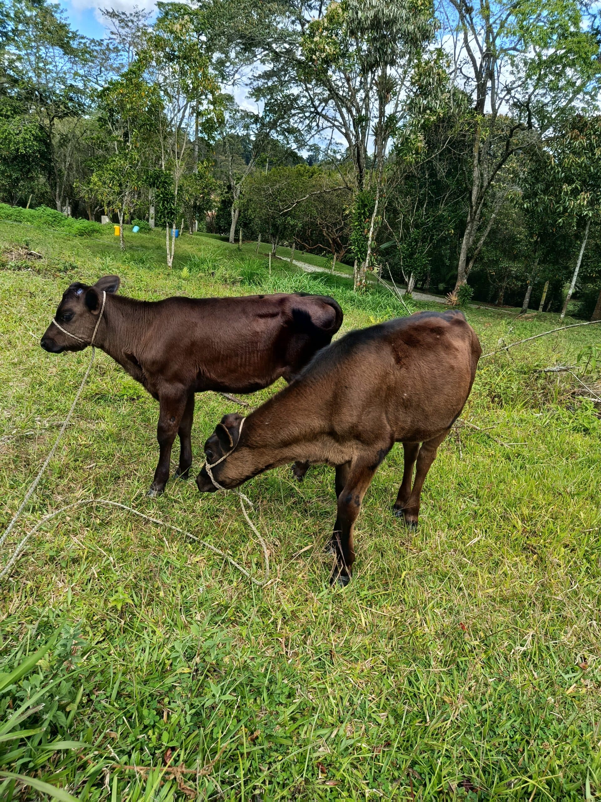 dos Jerholas en Rionegro Antioquia ya topizadas. — 1