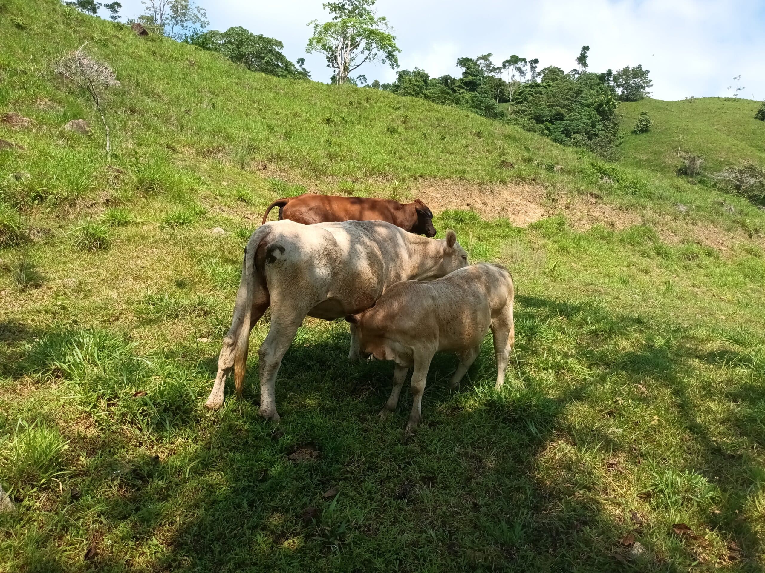 se vende lote de ganado puro Charolais — 1