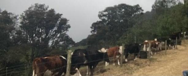 Venta de hato lechero de 11 vacas — 1
