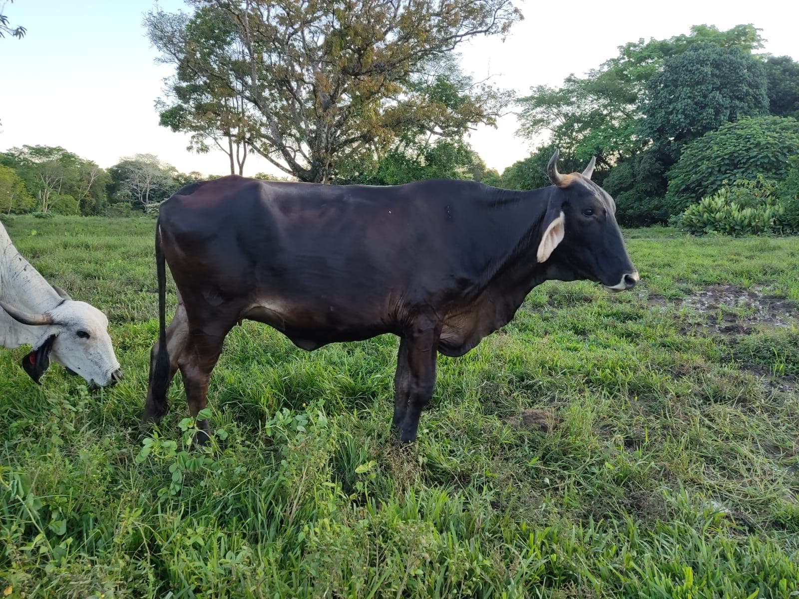 Lote de hembras — 1