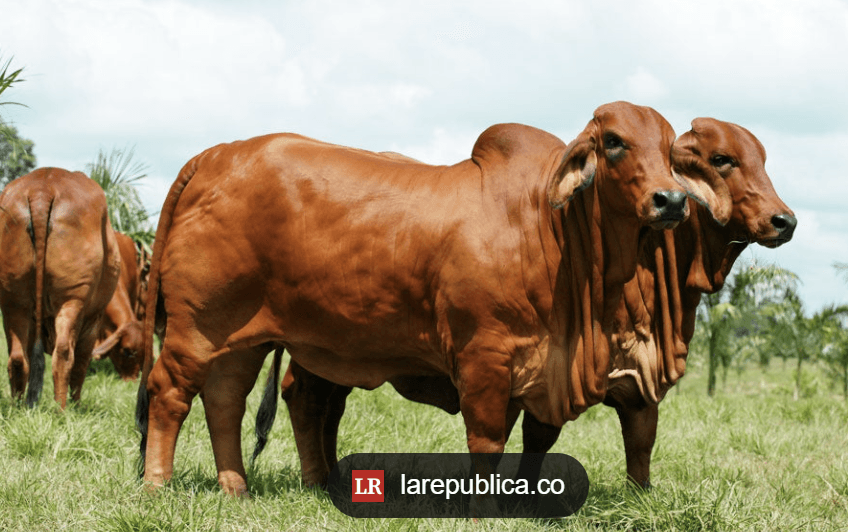 VENTA DE LOTE DE GANADO